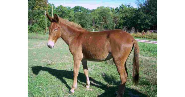 Mule Meaning and Definition