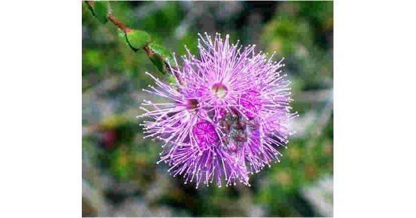 Myrtle Meaning and Definition