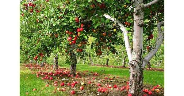 Orchard Meaning and Definition