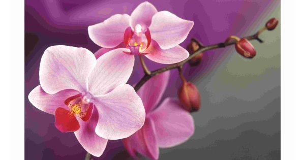 Orchid Meaning and Definition