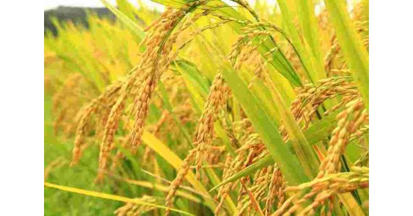 Paddy Meaning and Definition