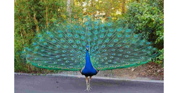 Peacock Meaning and Definition