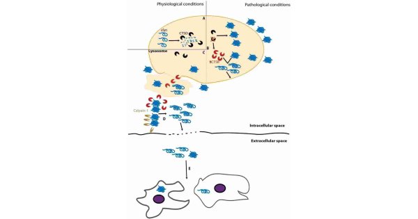 Physiological Meaning and Definition
