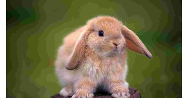 Rabbit Meaning and Definition