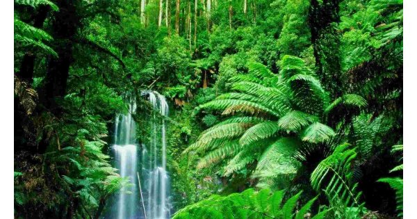 Rainforest Meaning and Definition