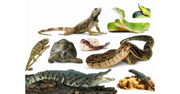 Reptiles Meaning and Definition Reptiles Meaning and Definition