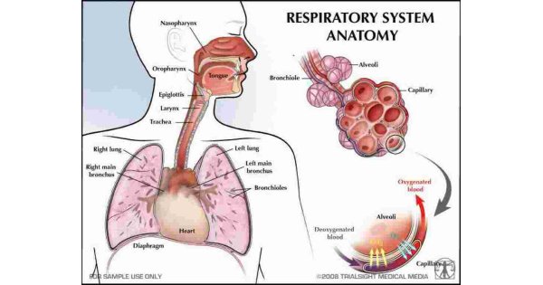 Respiratory Meaning and Definition