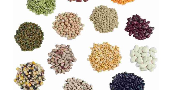 Seed Meaning and Definition