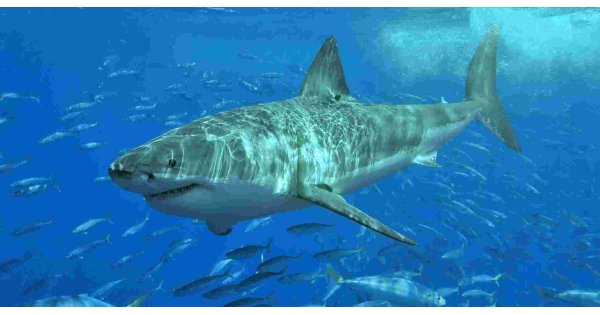 Shark Meaning and Definition