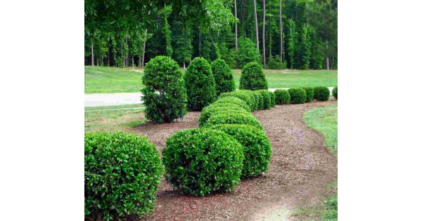 Shrub Meaning and Definition