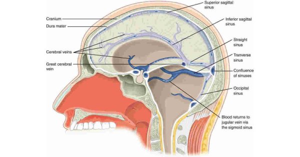 Sinus Meaning and Definition
