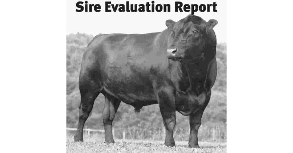 Sire Meaning and Definition Sire Meaning and Definition