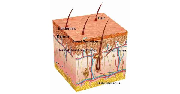 Skin Meaning and Definition