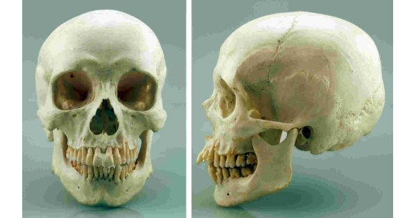 Skull Meaning and Definition