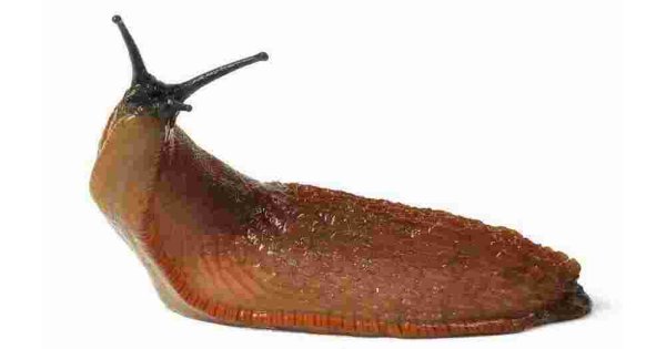 Slug Meaning and Definition