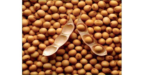 Soybean Meaning and Definition