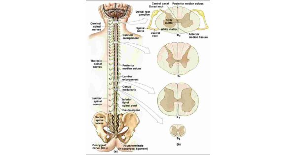 Spinal Meaning and Definition Spinal Meaning and Definition