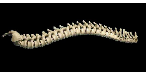 Spine Meaning and Definition Spine Meaning and Definition