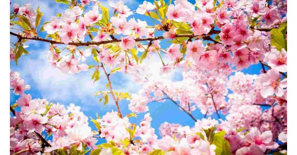 Spring Meaning and Definition