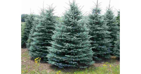 Spruce Meaning and Definition