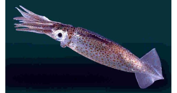 Squid Meaning and Definition