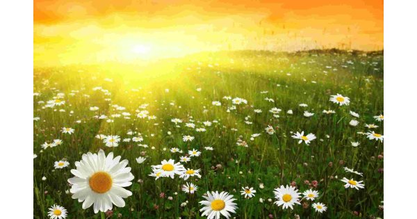 Sunny Meaning and Definition