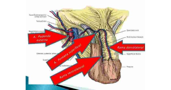 Superficial Meaning and Definition