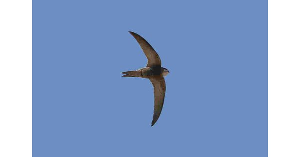 Swift Meaning and Definition