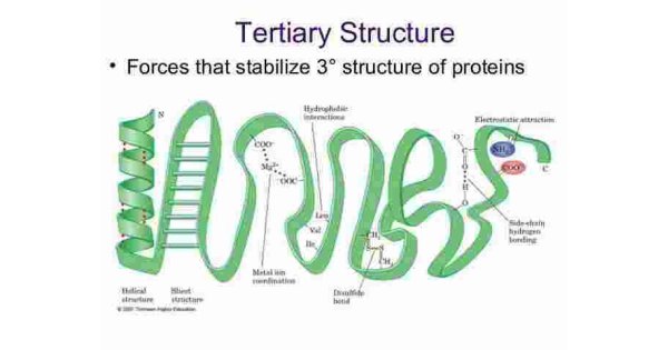 Tertiary Meaning and Definition