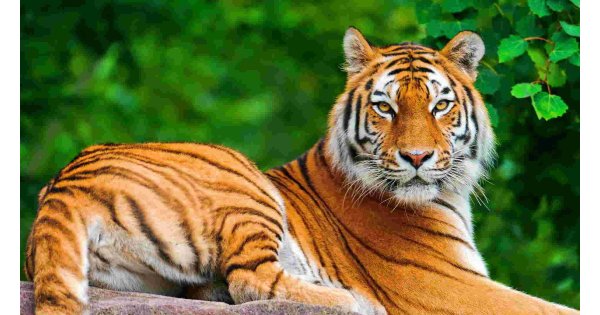 Tiger Meaning and Definition