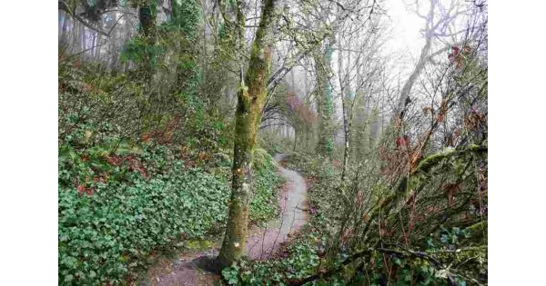 Trail Meaning and Definition