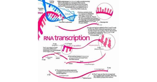 Transcription Meaning and Definition