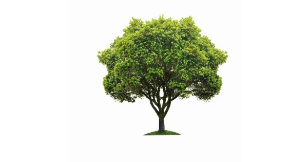 Tree Meaning and Definition