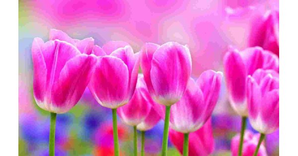 Tulip Meaning and Definition
