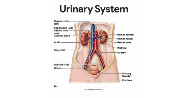 Urinary Meaning and Definition