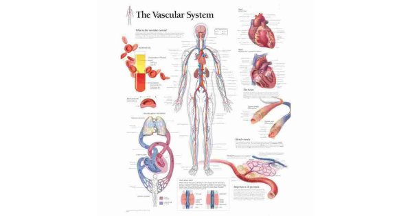 Vascular Meaning and Definition