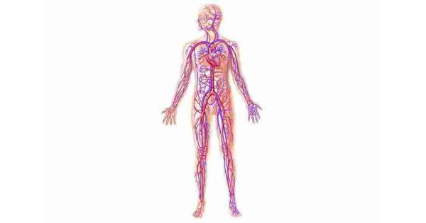 Vein Meaning and Definition