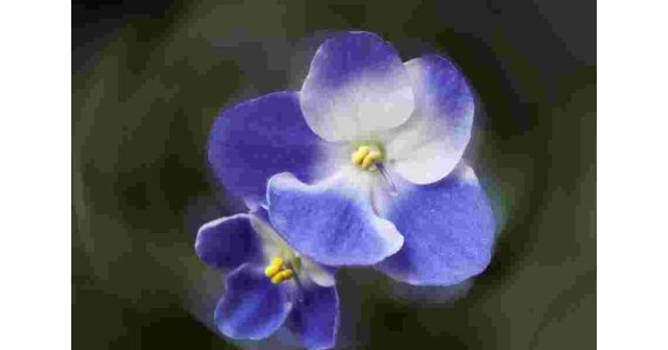 Violet Meaning and Definition Violet Meaning and Definition