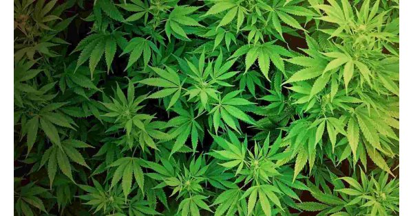 Weed Meaning and Definition
