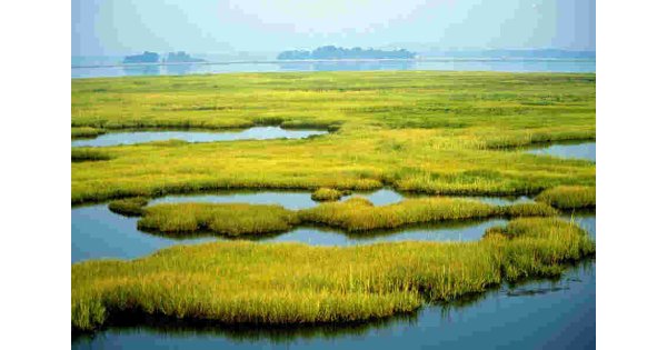 Wetland Meaning and Definition