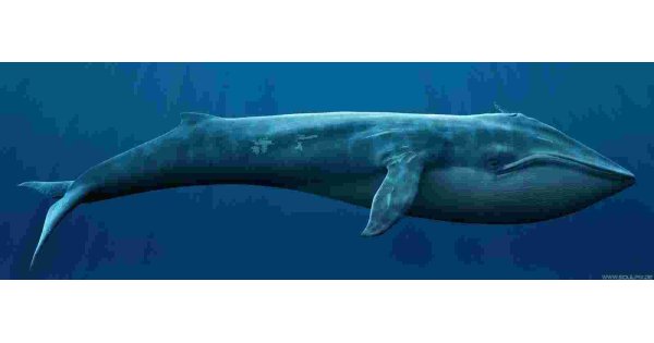 Whale Meaning and Definition