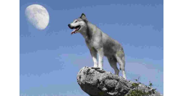 Wolf Meaning and Definition