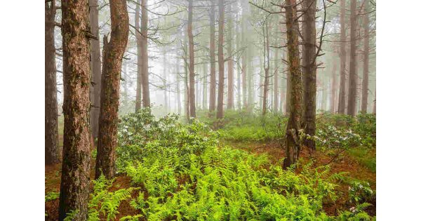 Woodland Meaning and Definition