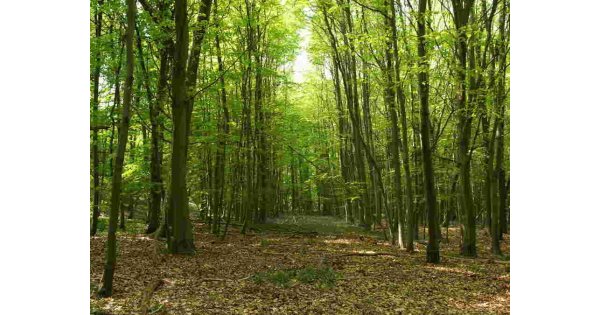 Woods Meaning and Definition