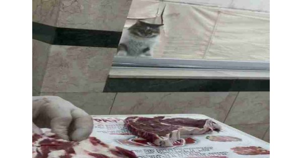 It wants meat 5 times a day by hitting the window of the neighborhood town with her paw