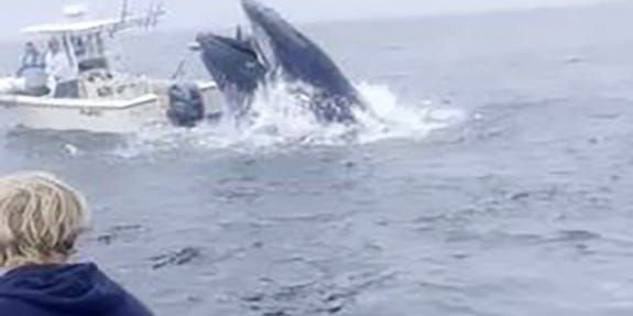 Watch: Whale of New Hampshire slams into fishing boat, hurling men into the Atlantic 