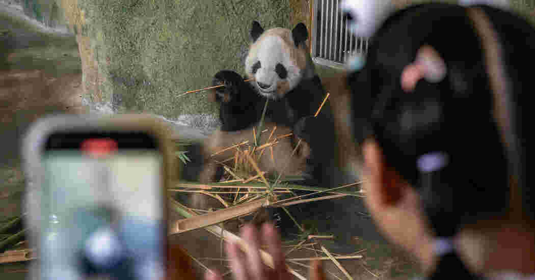 The Panda Factories