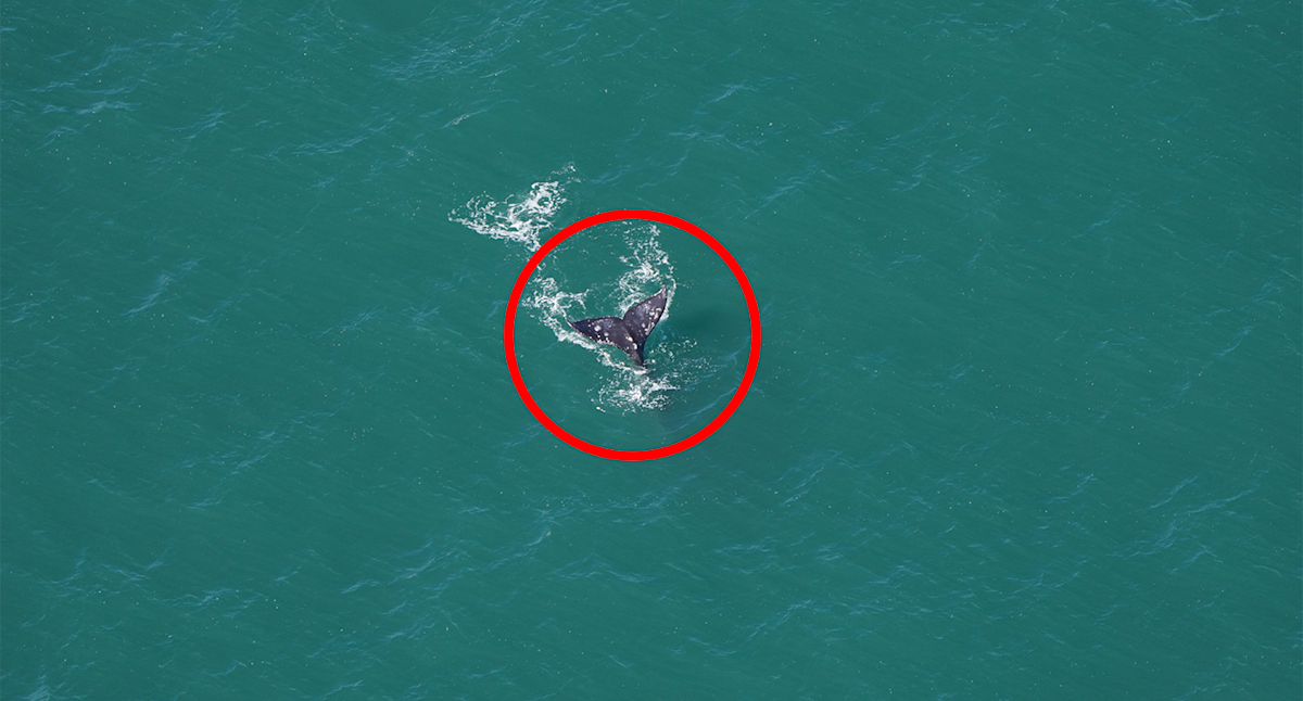 Gray whale sighted off New England 200 years after species’ Atlantic extinction 