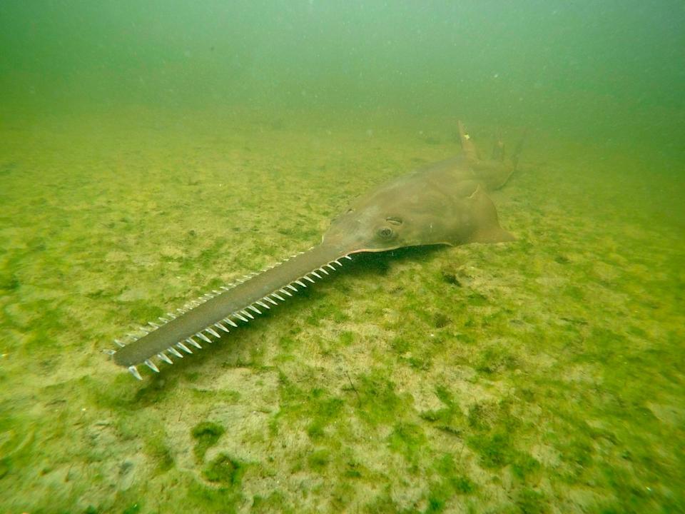 Spinning, whirling fish in south Florida prompt emergency response 