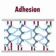 Adhesion Meaning and Definition